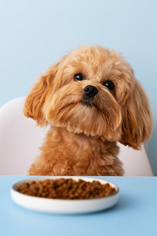 Das richtige Hundefutter zu finden ist gar nicht so einfach